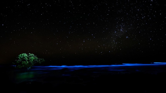 algae-bioluminescence-lone-tree