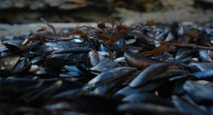 mussel-collection-fb