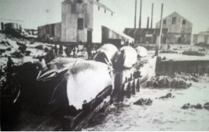 Dead Bryde's whale on the slipway with the factory buildings in the background- 1913