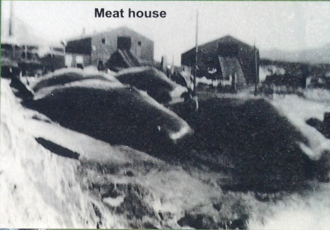 Dead sperm whales on the slipway. Meat House on left and guano factory on right. The ramps from butchering area visible .