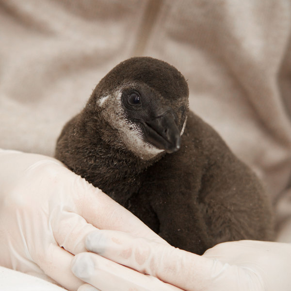 A baby penguin born to Derek, a female, and Geirfugl