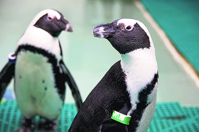 Derek, left, and Vello are part of the breeding program for African penguins at the Greensboro Science Center. But Derek learned to love Geirfugl.