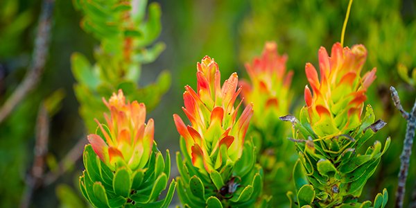 fynbos flowers