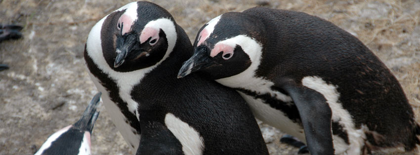Penguins-cuddle-fb-timeline